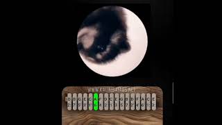 Pedro Pedro Pedro - Racoon Kalimba Tutorial [EASY] #Meme #kalimba