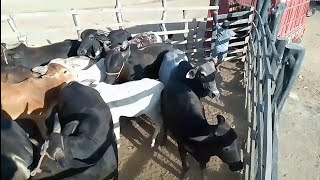 A Chegada do gado na Véspera de Feira em Tabira Pernambuco