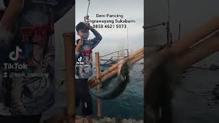 musim ikan