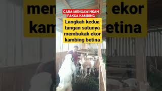 Tutorial mengawinkan paksa kambing