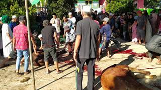 Pemotongan Hewan Qurban - Idul Adha 1441 H