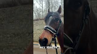 Hey mr Ranger will he be mine forever ❤️♾️❤️ #equestrianvibes #horse #horsey #equestrian