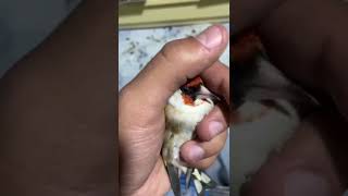 Carduelis  majör  (  majör ak gerdan  saka kuşu  )