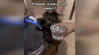 Funniest Animals 2023  Funniest Cats and Dogs