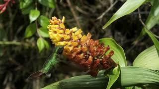 Tyrian Metaltail hummingbird pollinating Elleanthus orchid, in slow motion.