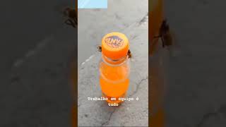 Bees opening Cold Drink Lid #shorts | #bee | #flies | flies opening fanta bottle lid |