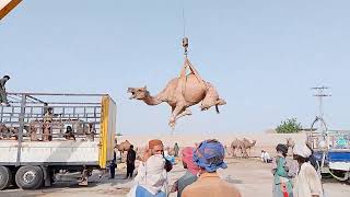 Female Camel Loading in Truck