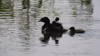 A Very Beautiful Mother (Eurasian Coot) Video Clip With Baby Coots/Wildlife Sangareddy/Power Lines