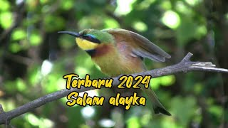 Terbaru SALAM ALAIKA merdu 2024