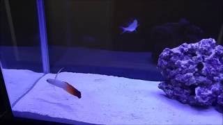 How to setup a Fluval SPEC 5 saltwater fish tank FISH IN THE TANK