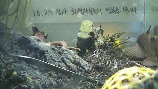 [1029참사 추모 어항방송] Aquarium Live - 2022.12.12 Mon KST