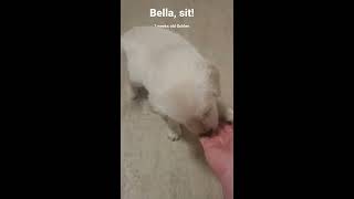 Bella, sit!