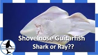 Shovelnose Guitarfish (Rhinobatos productus) shark or ray???