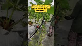 Bumbu dapur apa yang bisa bikin ketawa? #tebaktebakan #fyp #viral #shorts #kebunstrawberry