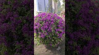 #pink #bougainvilleas Flower #shorts #video