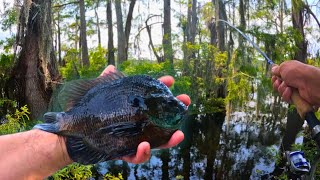 This spot was loaded with bedding BULL BREAM | Louisiana Swamp