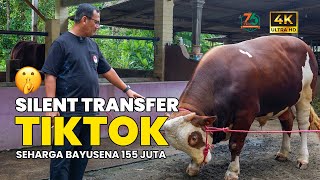 Silent Transfer Sapi Tiktok Seharga Sapi Bayusena 155 Juta