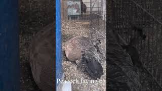 Peahen Laying an Egg (4K 60fps)