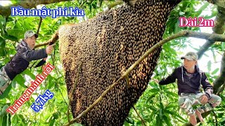 #1101. Cách Tìm Ong CHÍNH XÁC 100% Gặp 2 Tổ Ong Mật Khủng. Sharing How to Find Bees 100% ACCURATE