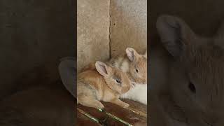 anak kelinci lucu sedang rebahan #rabbit #kangdul