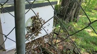 Bee swarm entering a bait hive