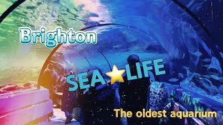 [Brighton Sea Life] you can touch the starfish😊The oldest aquarium in the world, 150 years