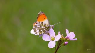 Orange-tip butterfly (Anthocharis cardamines) on cuckoo flower (Cardamine pratensis)