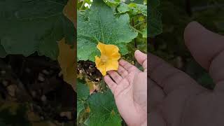 Insect on Ashgourd flower for reproduction | Baby Gourd growing |ASMR  sound #garden #nature #shorts