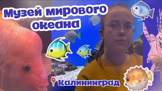 влог // Музей МИРОВОГО океана в Калининграде 🐠 // World Ocean Museum in Kaliningrad 🐡