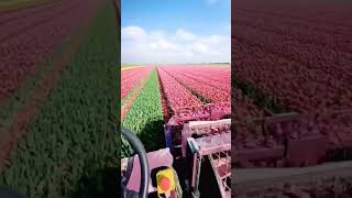 Flower harvesting #shorts #tulipflower