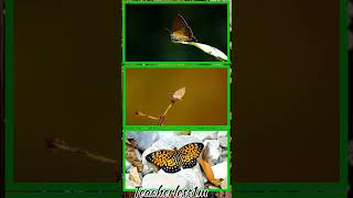 Butterfly dancing #dance #shorts  #wildpredator  #butterfly #trendingshorts #ytshorts #wildlife