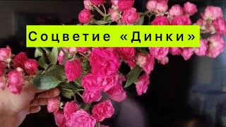 ГОТОВИМСЯ К ЗИМЕ 🌹🥀 СОЦВЕТИЕ РОЗЫ «Динки»