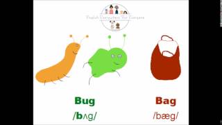 Bug VS bag