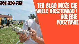 Ten błąd może Cię wiele kosztować! - Gołębie pocztowe