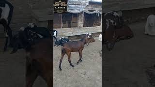 Goat Farming in Pakistan