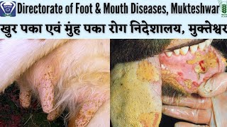 DIRECTORATE OF FOOT & MOUTH DISEASES, MUKTESHWAR | खुरपका एवं मुंहपका रोग निदेशालय, मुक्तेश्वर | FMD