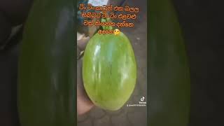 ටිං ටිං,කන්ද උඩරට එළවලු 😶🍅🫑🌶🙏🙏🙏#wistharey #your #channel