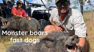 Monster boars fast dogs