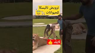 شاهد لقطة تاليسكا مع الاسد وردة الفعل قويه #shorts