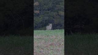 ThunderCat! A Big Bobcat Called In With The FOXPRO X24. #foxpro #bobcat #hunting #coyote #shorts