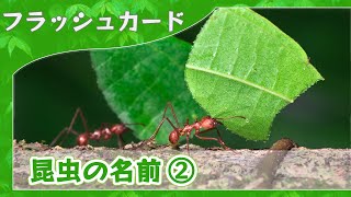 【昆虫の名前②】0歳から始める知育フラッシュカード