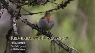 Red-breasted Flycatcher Singing on a Branch