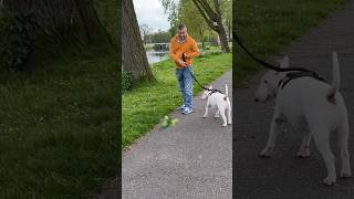 Parrots play with bullterrier 😂 Funny animals.