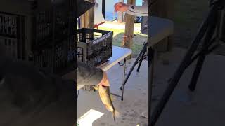 Weighing In A 3lb Bass From Bayou Chicot