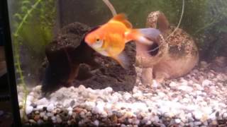 Acquario 80lt 2 Black moor, 1 Ryukin , 2 Corydoras in HD