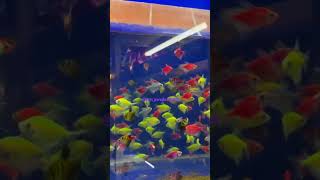 Colour Widow Tetras #colorfulfishes#colorfulfish #aquarium #pets #hubli #aquariumlover #aquarium