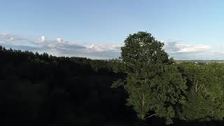 Drone flying towards the city through tree