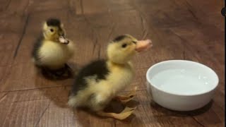 Journey to raising ducks! #ducks #happy #duckling #brandnew #new #animals #exotic