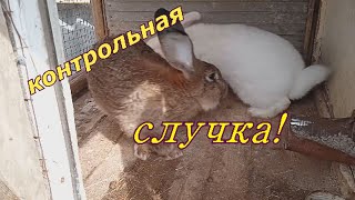 контрольная случка, крольчихи!