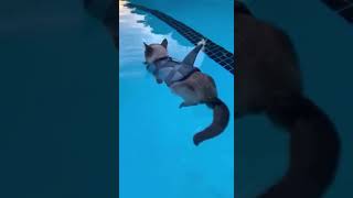 Water and ice 🧊 Vidz57 #funnyanimals #cats #kitten #funnycats cute cats funny cats 2024 #lovecats